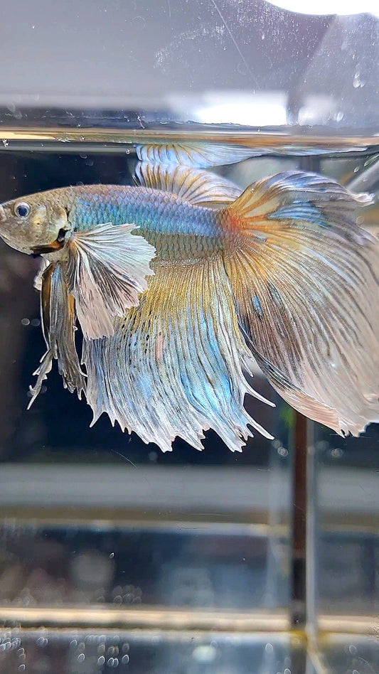 HALFMOON DUMBO EAR MUSTARD GAS BETTA FISH