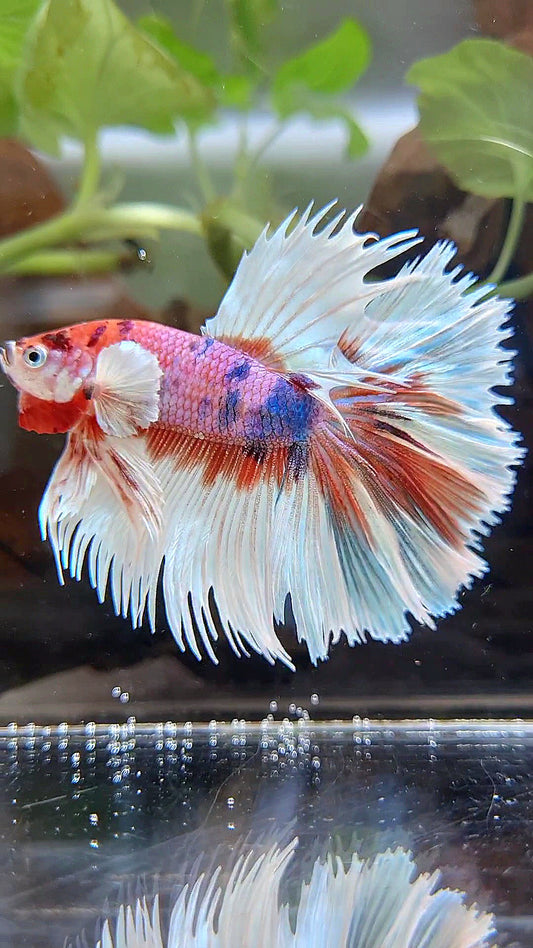 LUXURY CROWNTAIL HALFMOON DUMBO EAR CANDY MULTICOLOR BETTA FISH