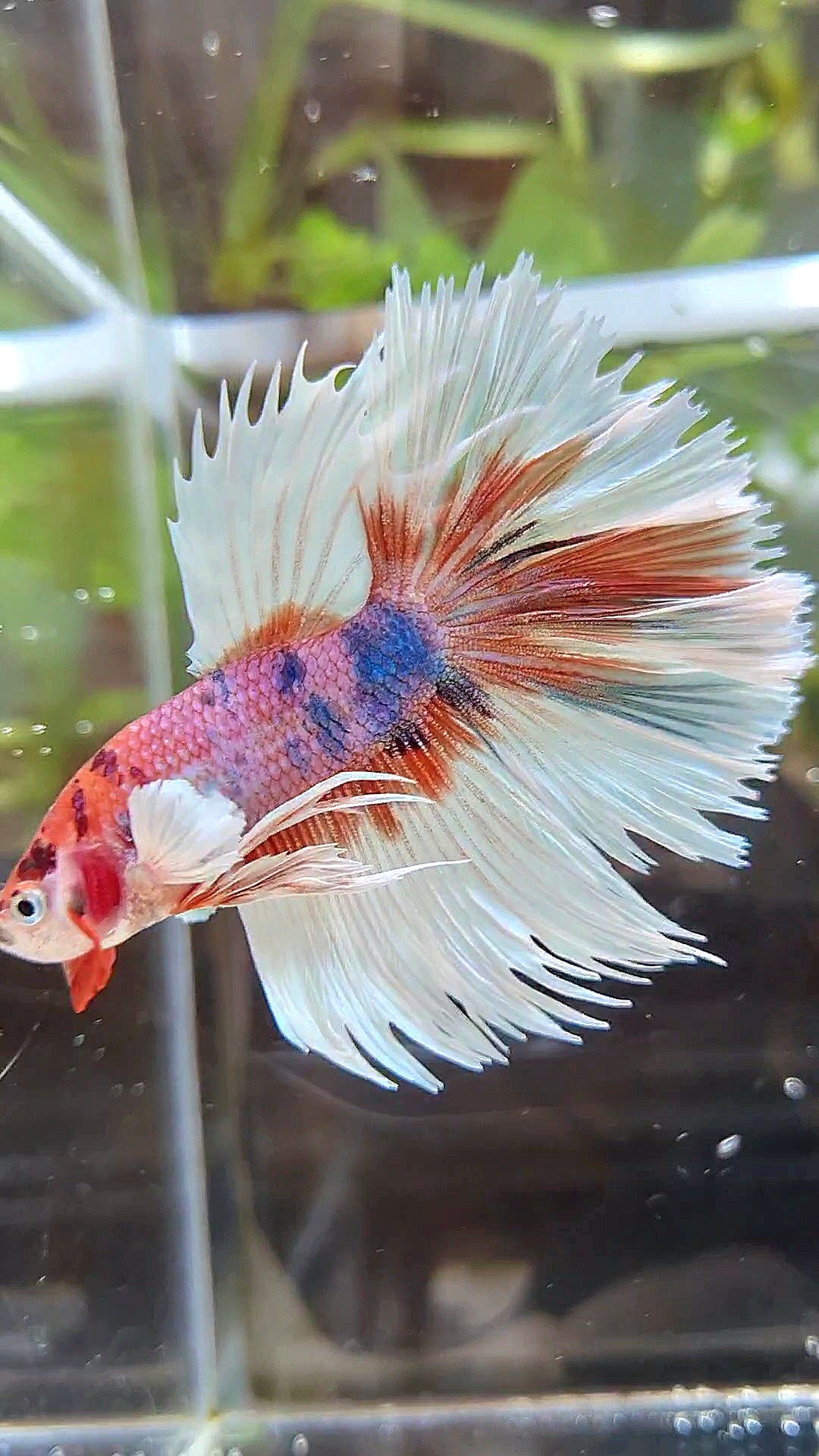 LUXURY CROWNTAIL HALFMOON DUMBO EAR CANDY MULTICOLOR BETTA FISH