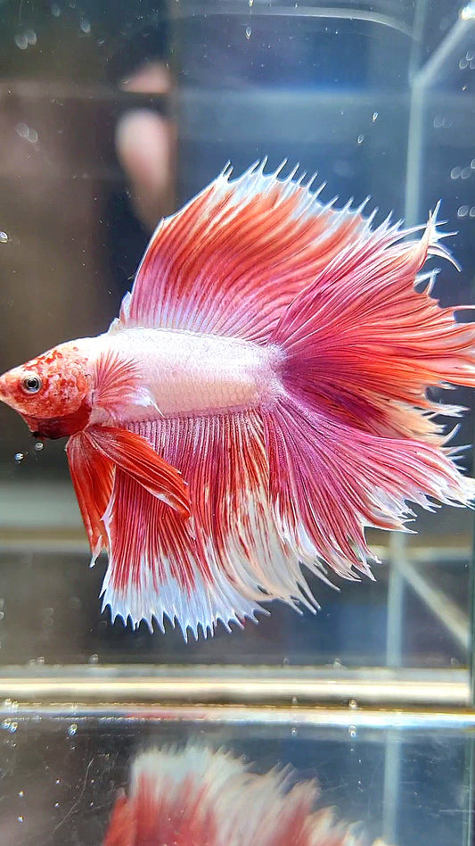 HALFMOON OVER DOUBLE TAIL PINK BETTA FISH