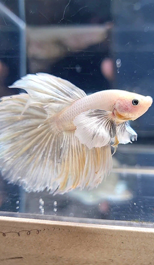 HALFMOON DUMBO EAR WHITE YELLOW WASH BETTA FISH