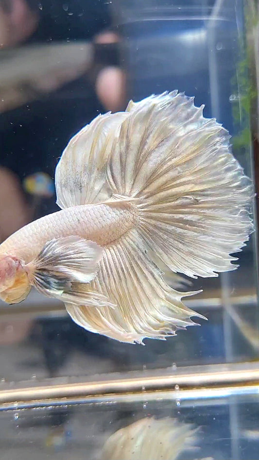 HALFMOON DUMBO EAR WHITE YELLOW WASH BETTA FISH