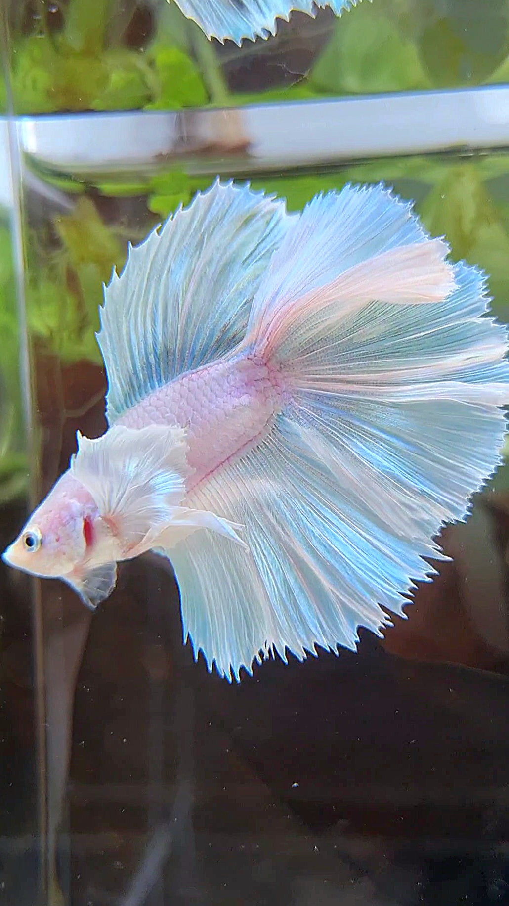 HALFMOON DOUBLE TAIL DUMBO EAR WHITE UNICORN BETTA FISH