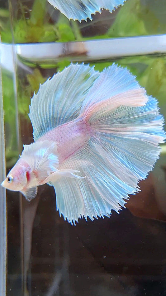 HALFMOON DOUBLE TAIL DUMBO EAR WHITE UNICORN BETTA FISH