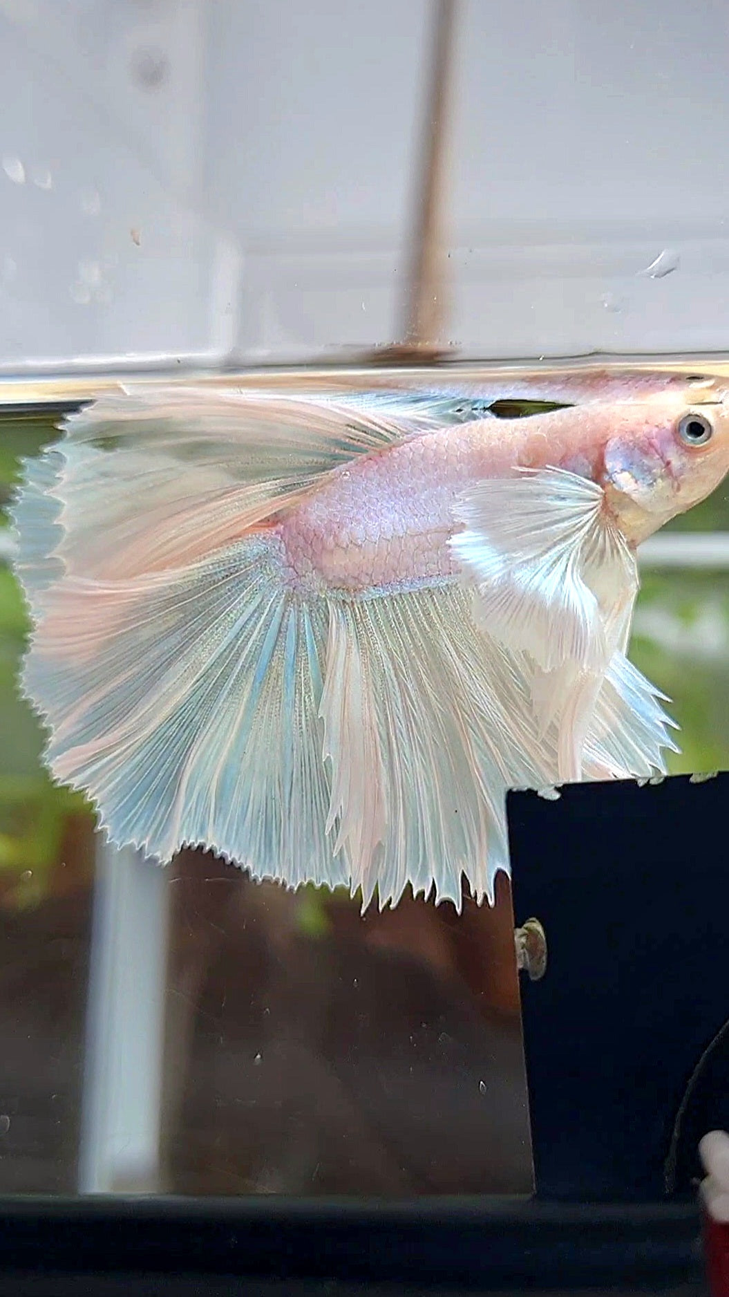 HALFMOON DOUBLE TAIL DUMBO EAR WHITE UNICORN BETTA FISH