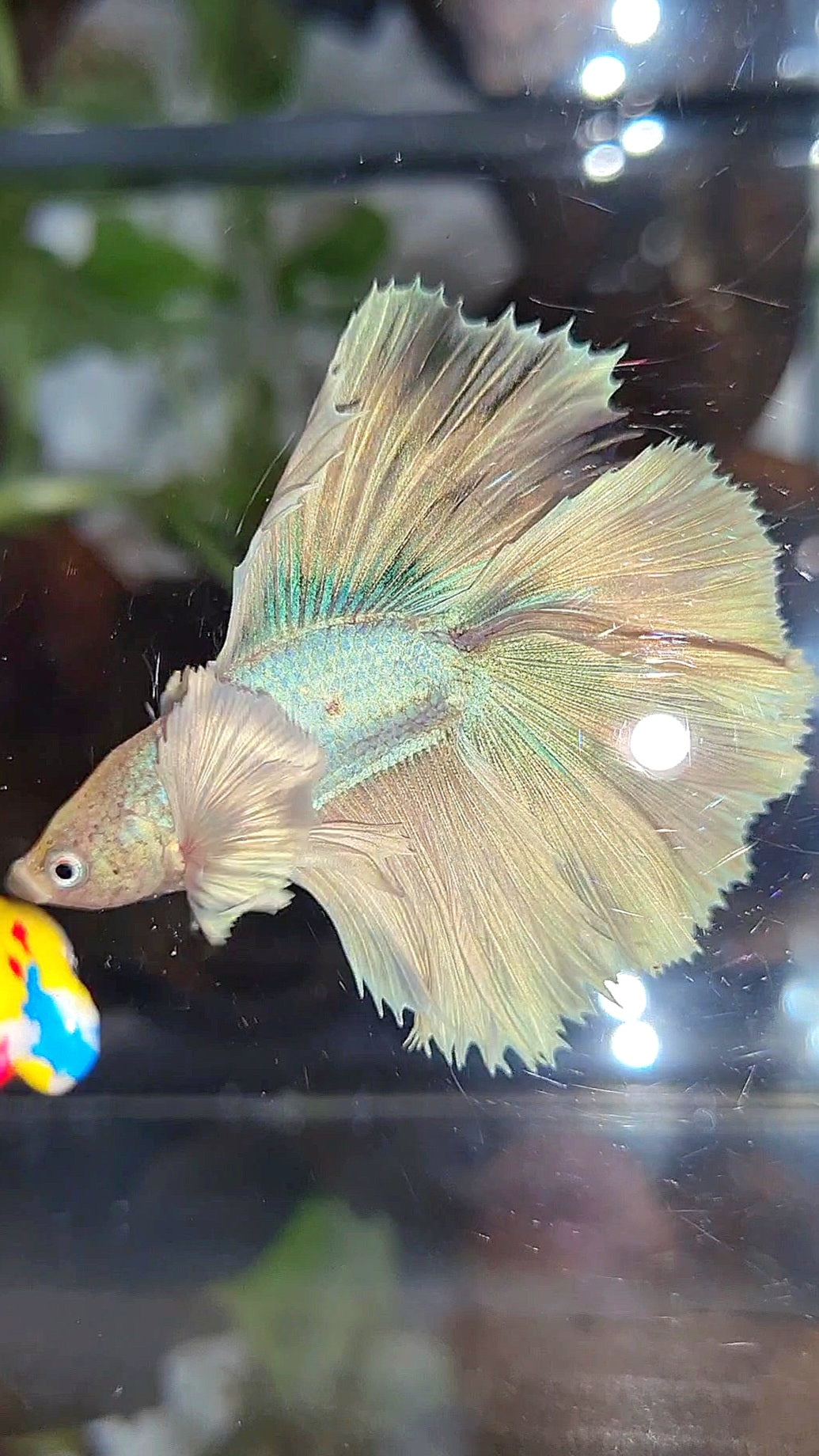 HALFMOON DOUBLE TAIL DUMBO EAR WHITE UNICORN BETTA FISH