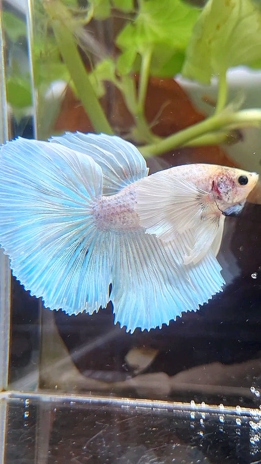 HALFMOON DUMBO EAR WHITE UNICORN BETTA FISH