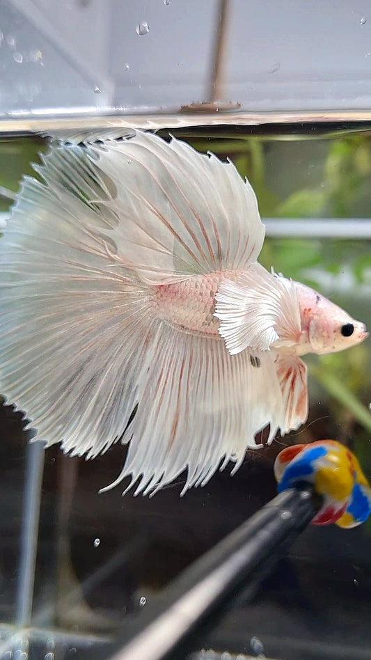 LUXURY HALFSUN DUMBO EAR WHITE PLATINUM COPPER WASH BETTA FISH