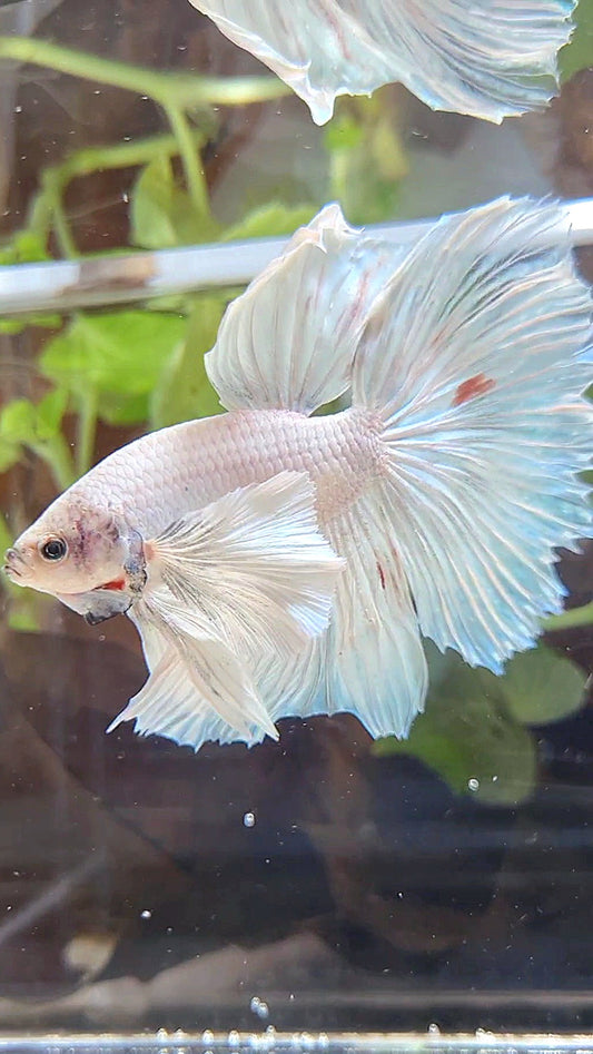 HALFMOON SUPER DUMBO EAR WHITE UNICORN BETTA FISH