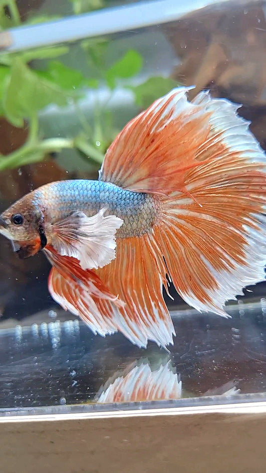 XL HALFMOON DUMBO EAR ROSETAIL COPPER ORANGE BETTA FISH