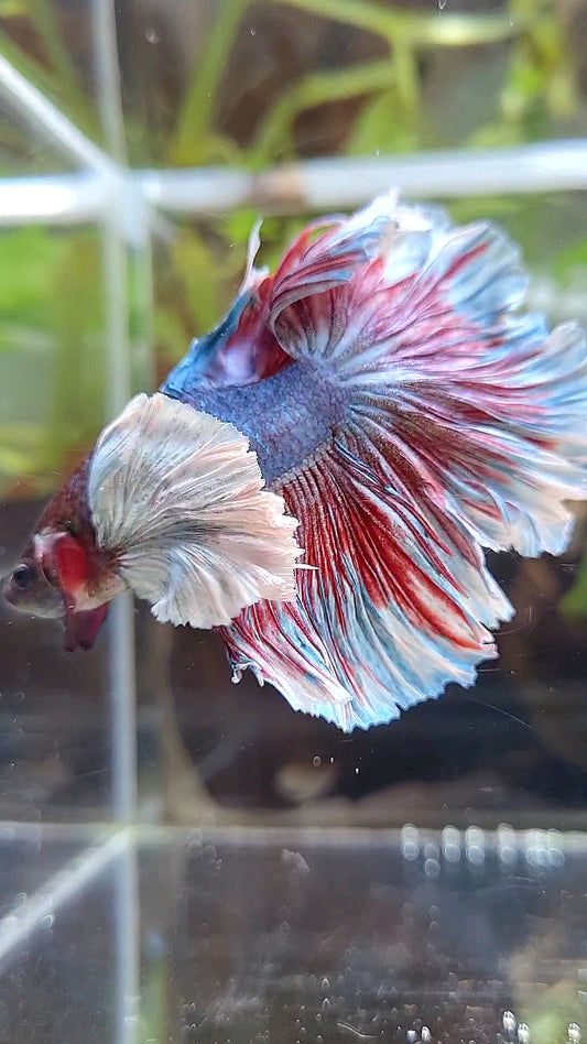HALFMOOM SUPER DUMBO EAR DARK VIOLET BETTA FISH