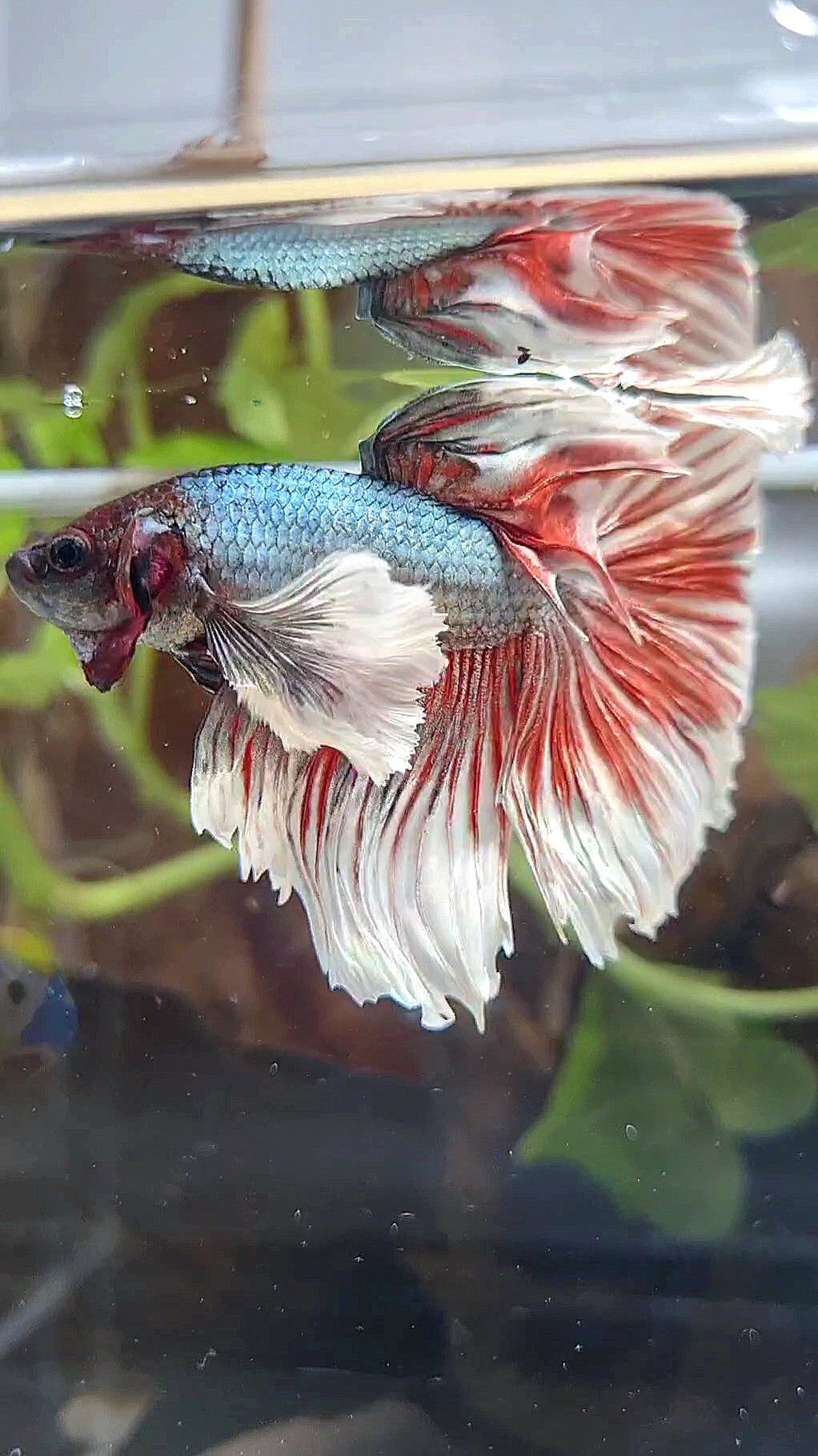 HAFLMOON DUMBO EAR ROSETAIL COPPER RED BETTA FISH