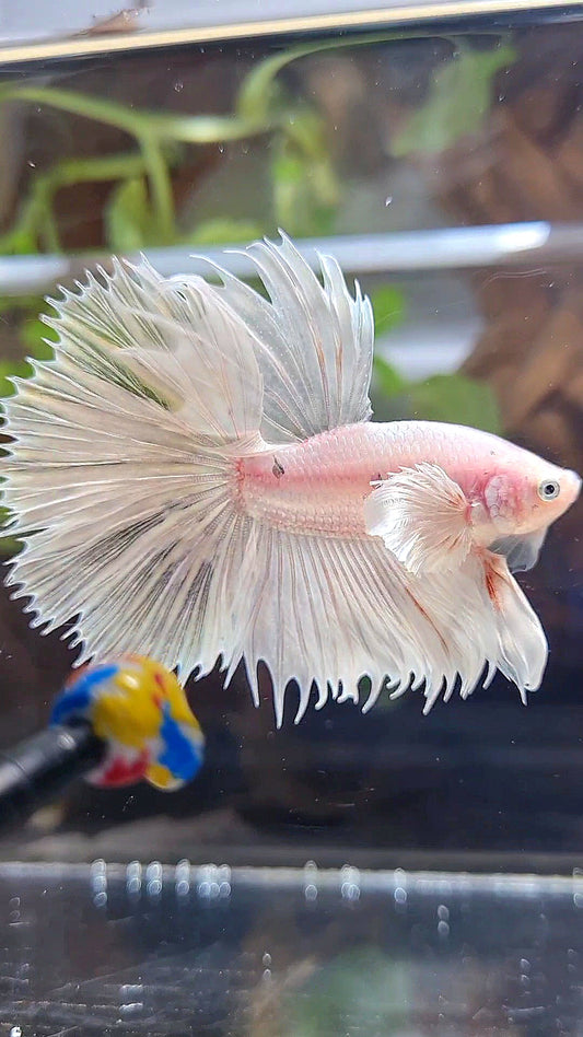 HALFSUN DUMBO EAR WHITE PLATINUM COPPER WASH BETTA FISH
