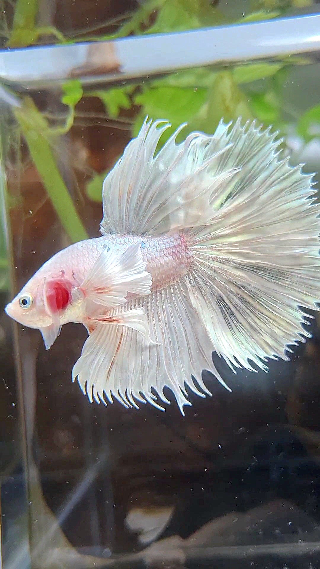 HALFSUN DUMBO EAR WHITE PLATINUM COPPER WASH BETTA FISH