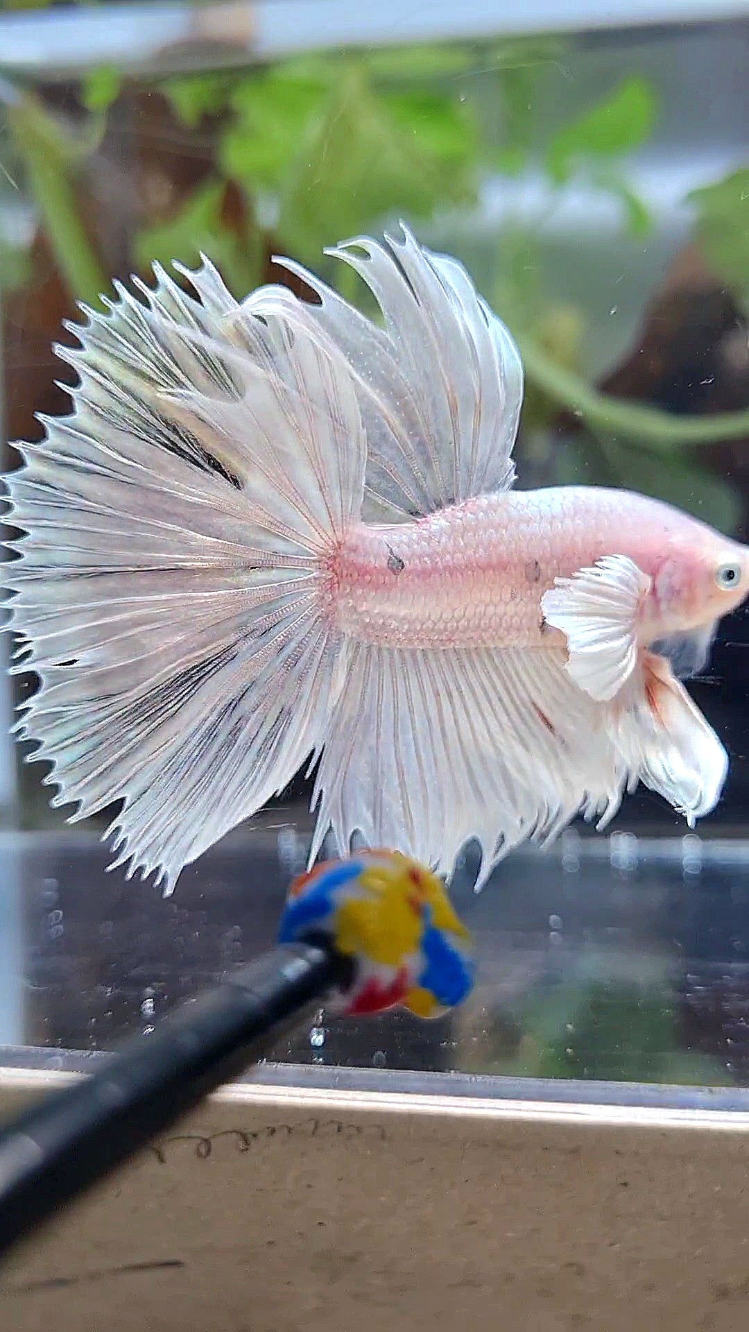 HALFSUN DUMBO EAR WHITE PLATINUM COPPER WASH BETTA FISH