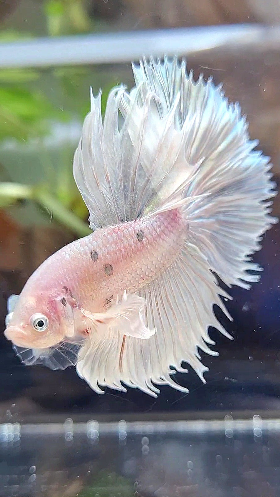 HALFSUN DUMBO EAR WHITE PLATINUM COPPER WASH BETTA FISH