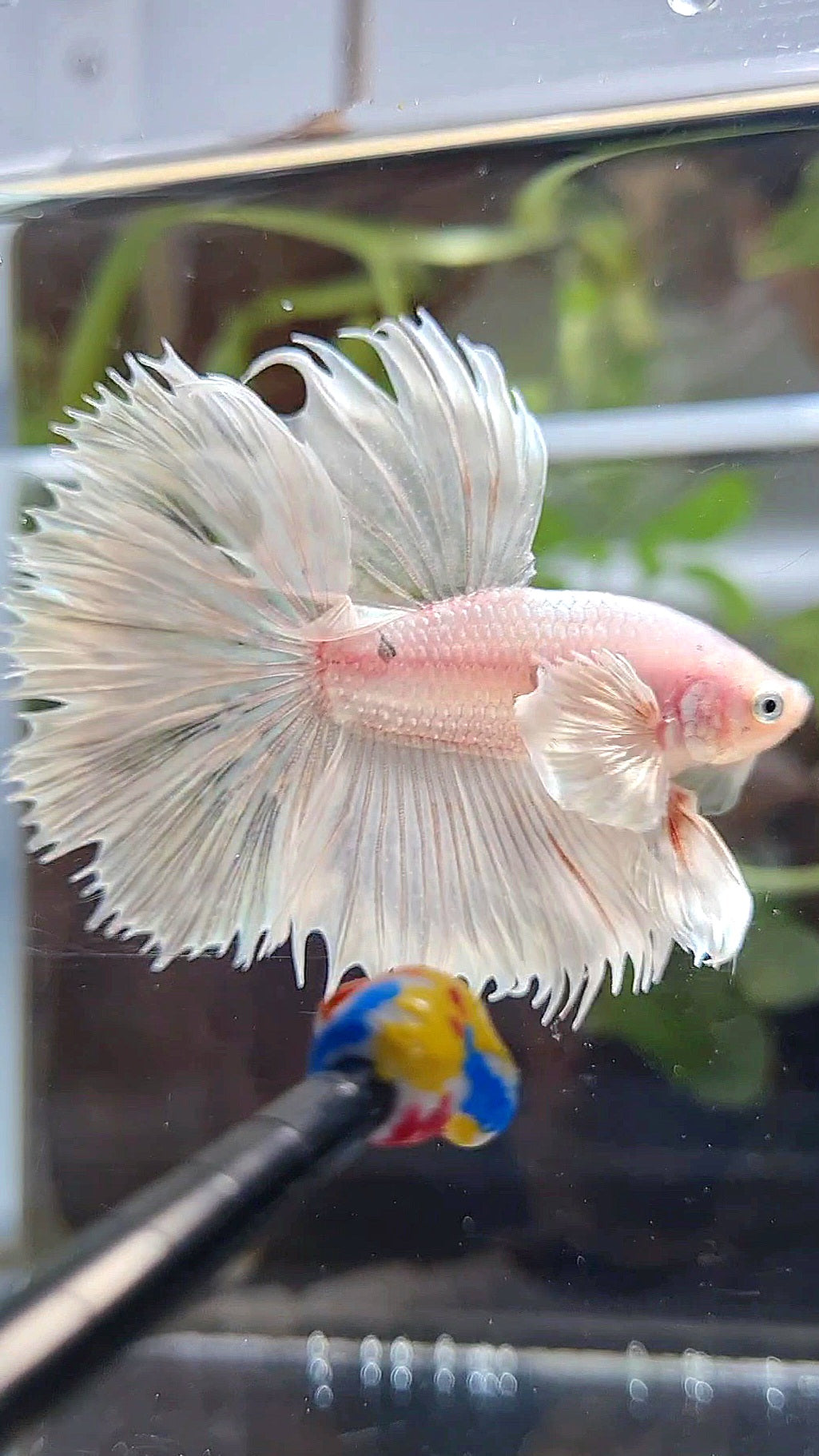 HALFSUN DUMBO EAR WHITE PLATINUM COPPER WASH BETTA FISH