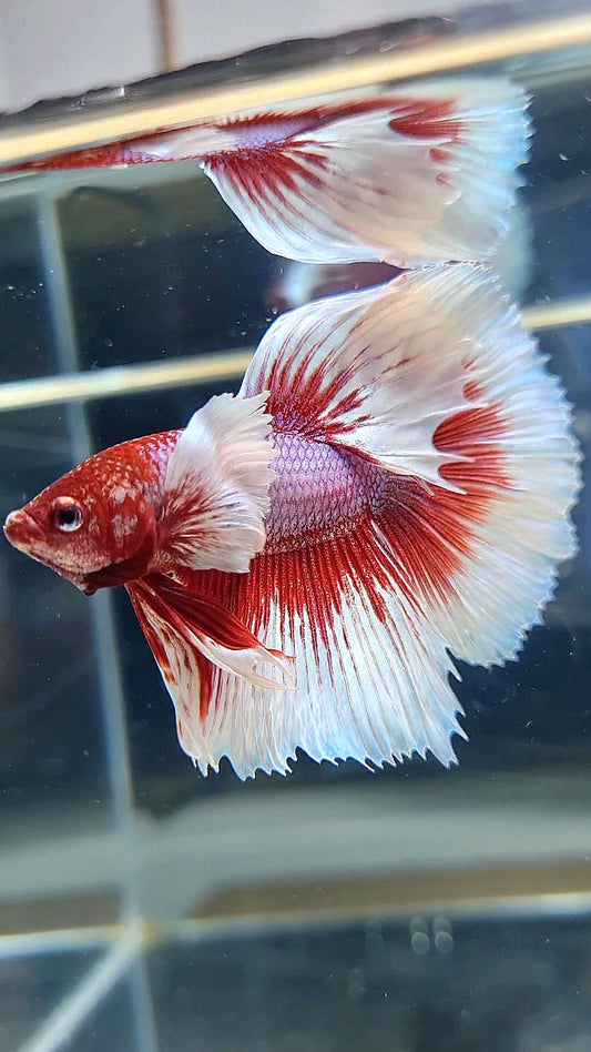 HALFMOON DUMBO EAR RED HEAD BETTA FISH