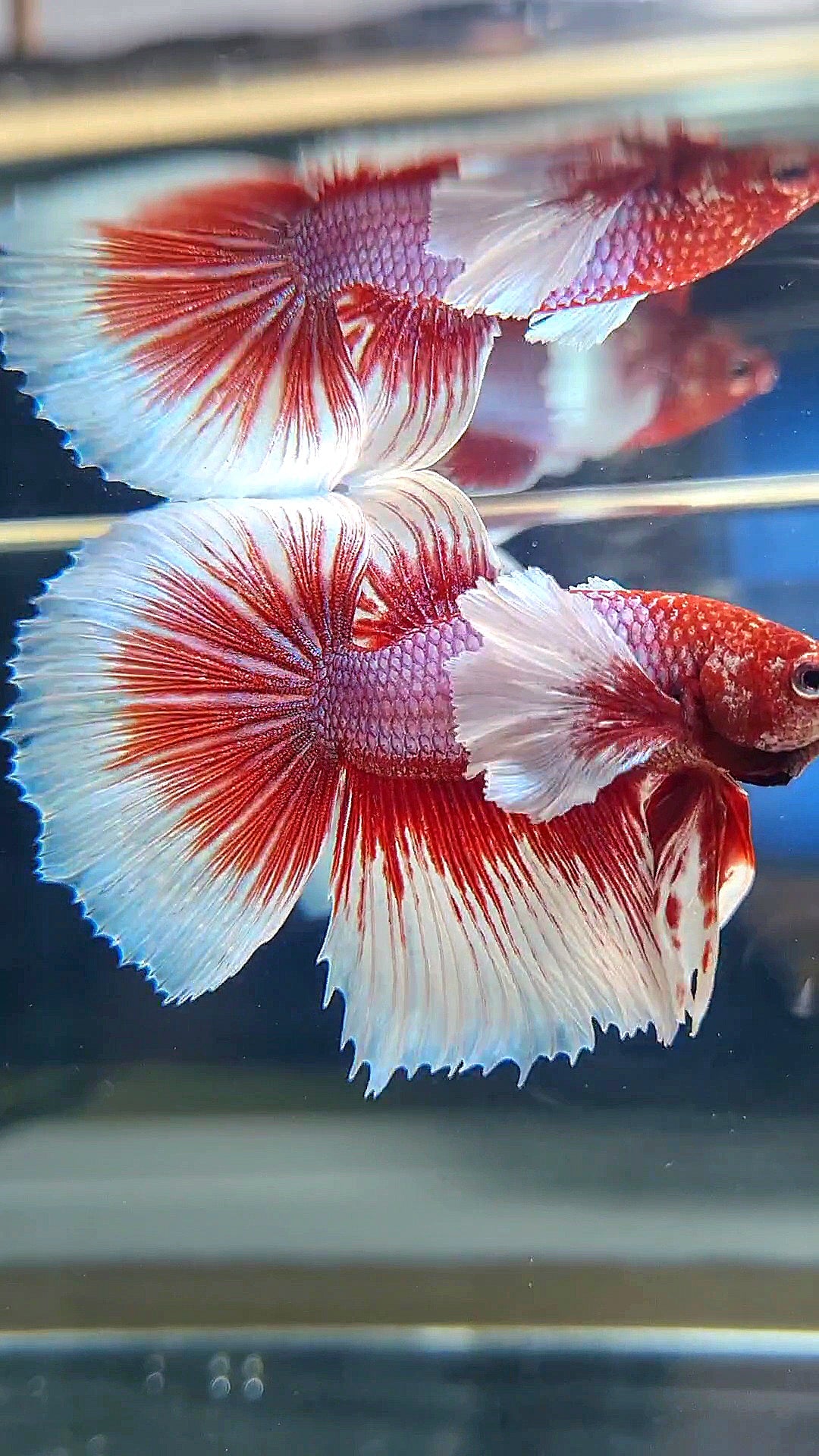 HALFMOON DUMBO EAR RED HEAD BETTA FISH