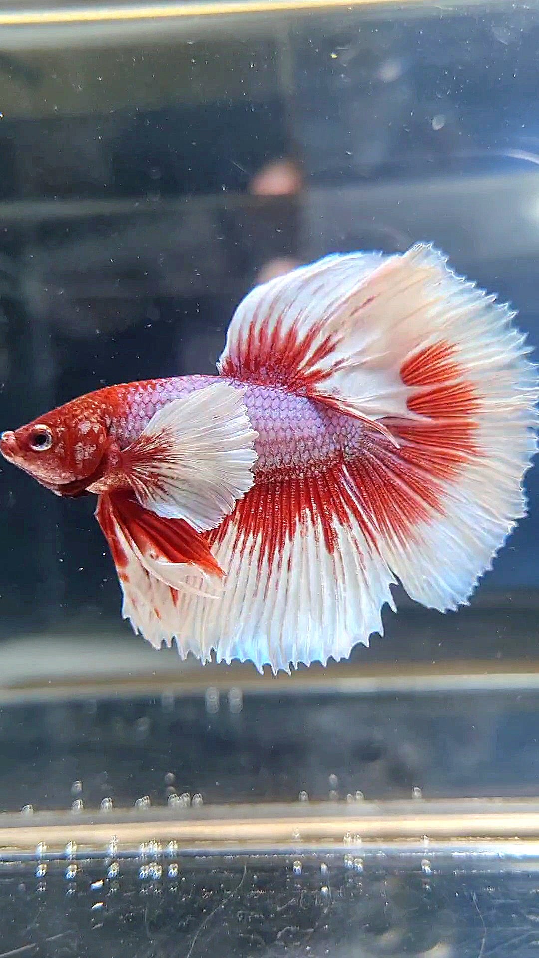 HALFMOON DUMBO EAR RED HEAD BETTA FISH