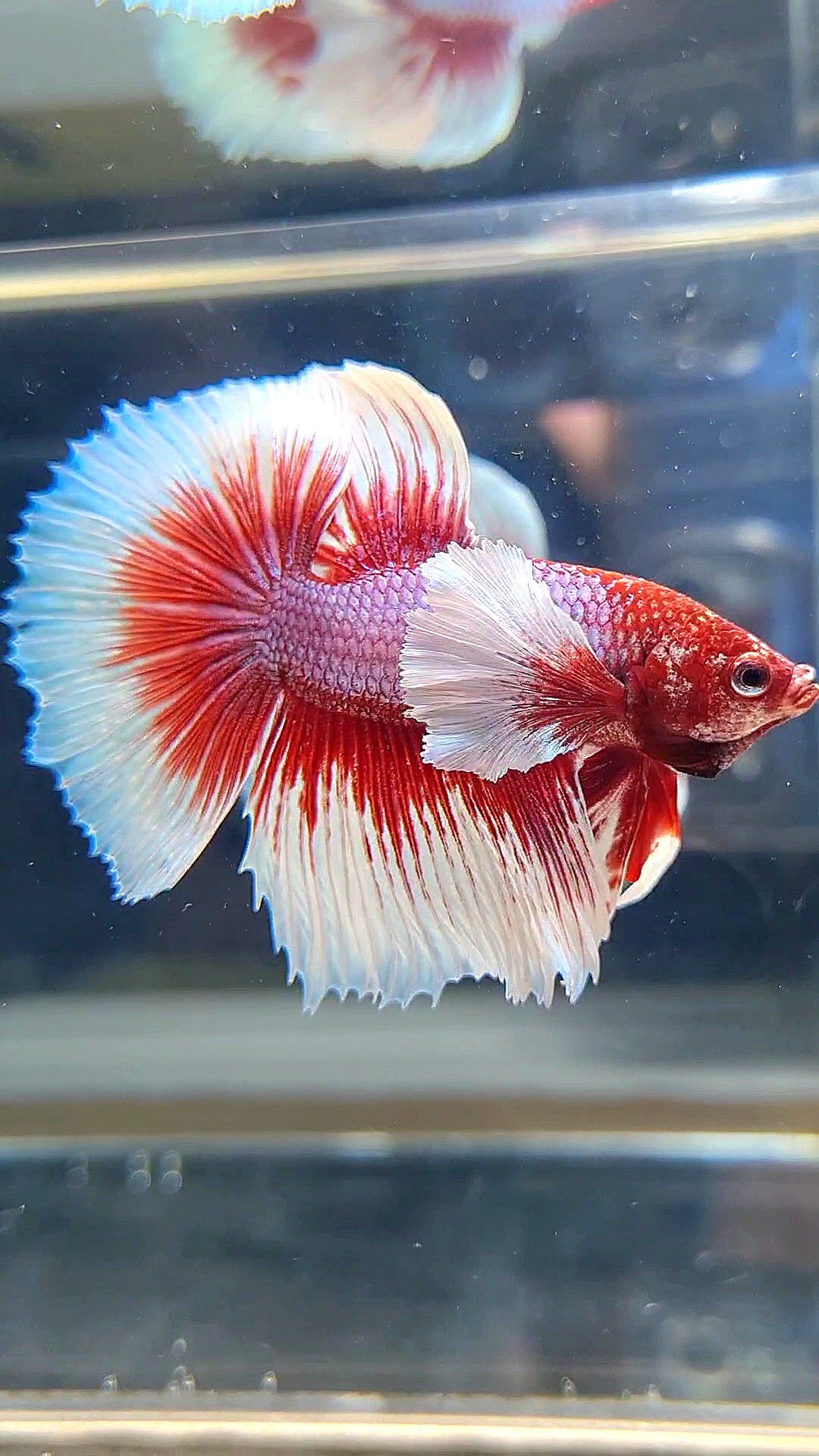 HALFMOON DUMBO EAR RED HEAD BETTA FISH