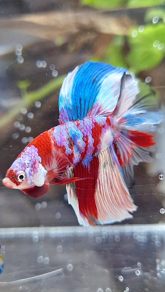 HALFMOON DOUBLE TAIL BARONGSAI RED WHITE GALAXY MULTICOLOR BETTA FISH