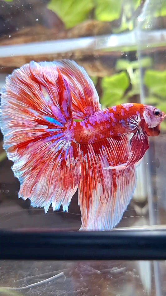 HALFMOON ROSETAIL BARONGSAI RED WHITE PURPLE GALAXY MULTICOLOR BETTA FISH