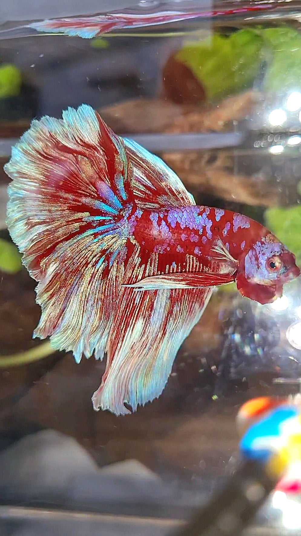 HALFMOON ROSETAIL BARONGSAI RED WHITE PURPLE GALAXY MULTICOLOR BETTA FISH