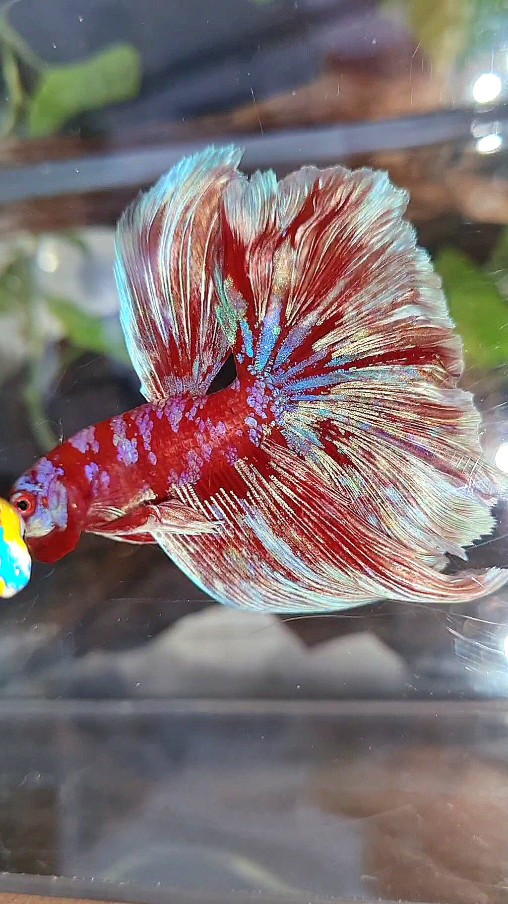 HALFMOON ROSETAIL BARONGSAI RED WHITE PURPLE GALAXY MULTICOLOR BETTA FISH