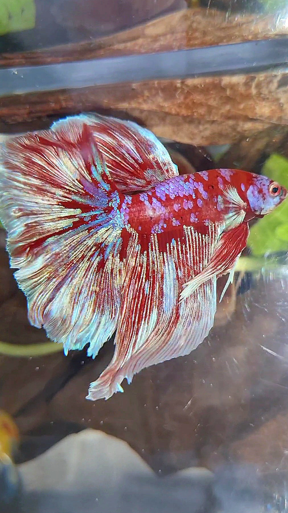 HALFMOON ROSETAIL BARONGSAI RED WHITE PURPLE GALAXY MULTICOLOR BETTA FISH