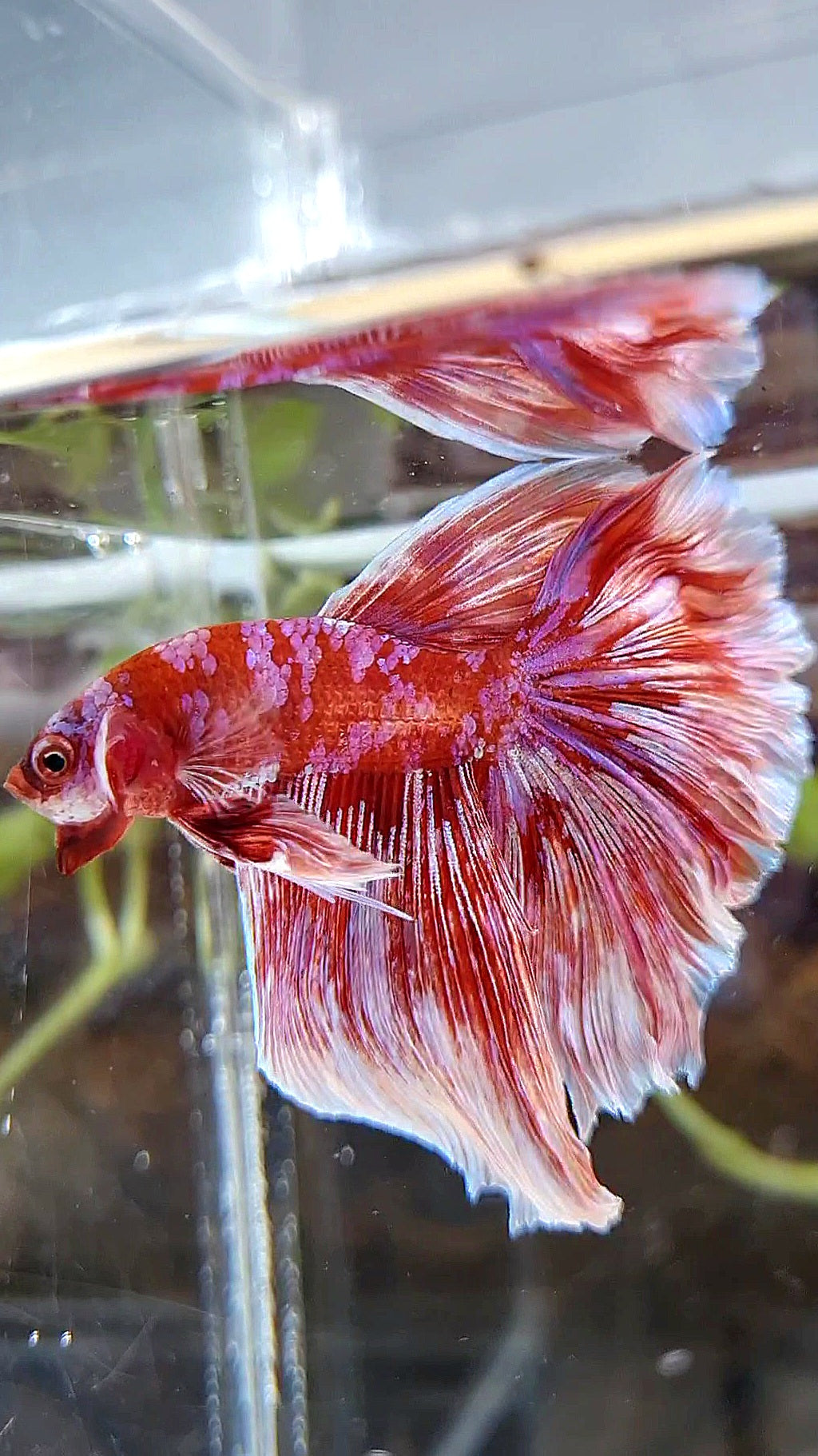 HALFMOON ROSETAIL BARONGSAI RED WHITE PURPLE GALAXY MULTICOLOR BETTA FISH