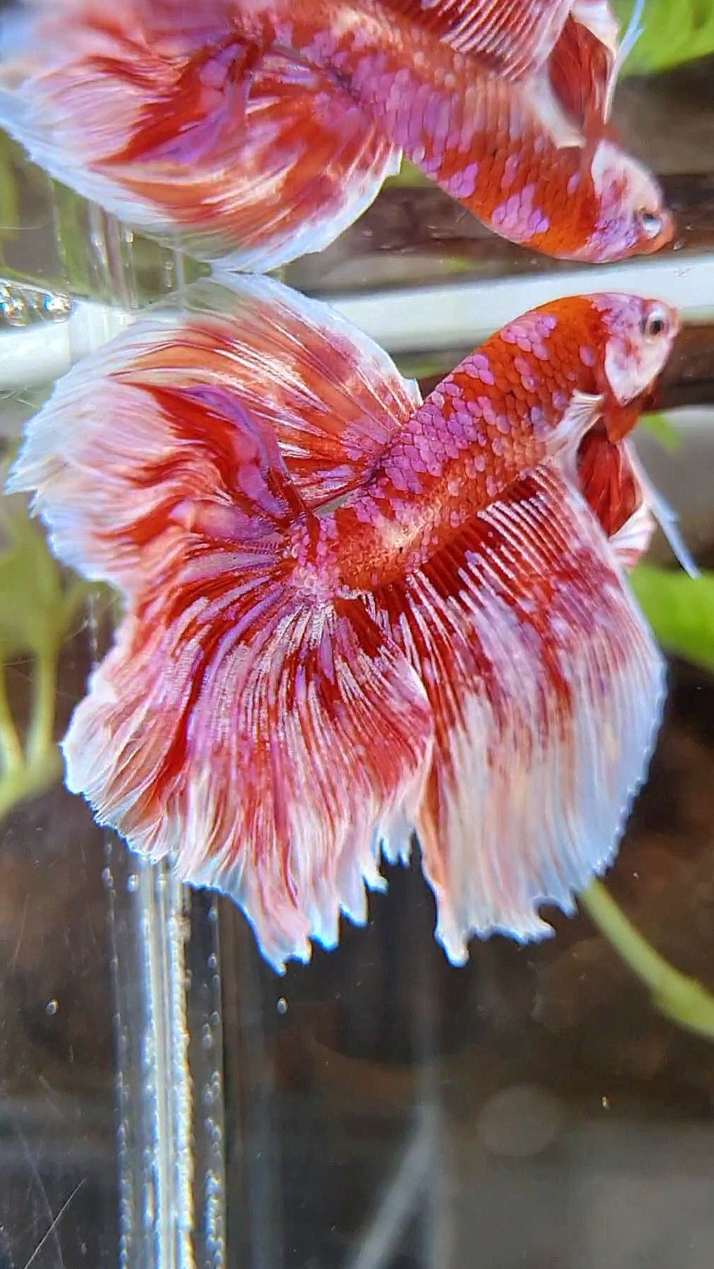 HALFMOON ROSETAIL BARONGSAI RED WHITE PURPLE GALAXY MULTICOLOR BETTA FISH