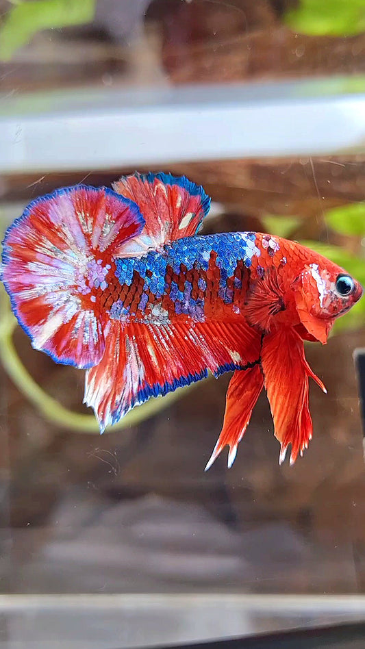 PLAKAT BARONGSAI RED WHITE GALAXY MULTICOLOR BETTA FISH