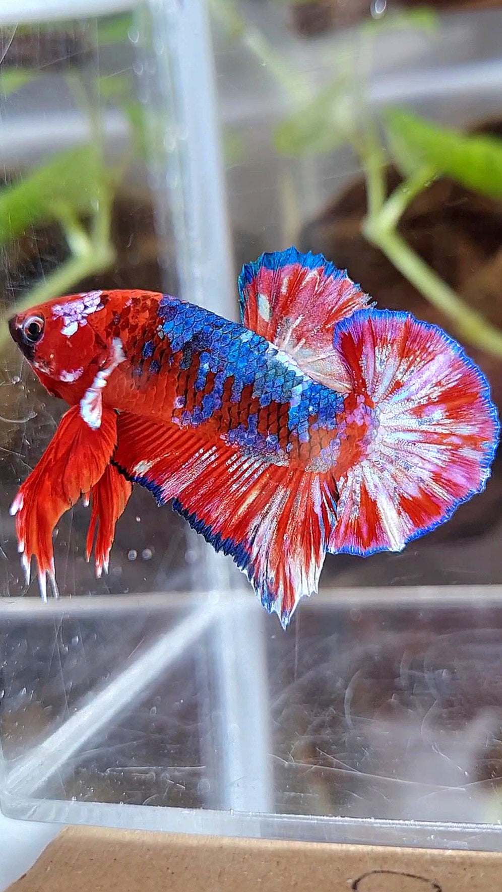 PLAKAT BARONGSAI RED WHITE GALAXY MULTICOLOR BETTA FISH