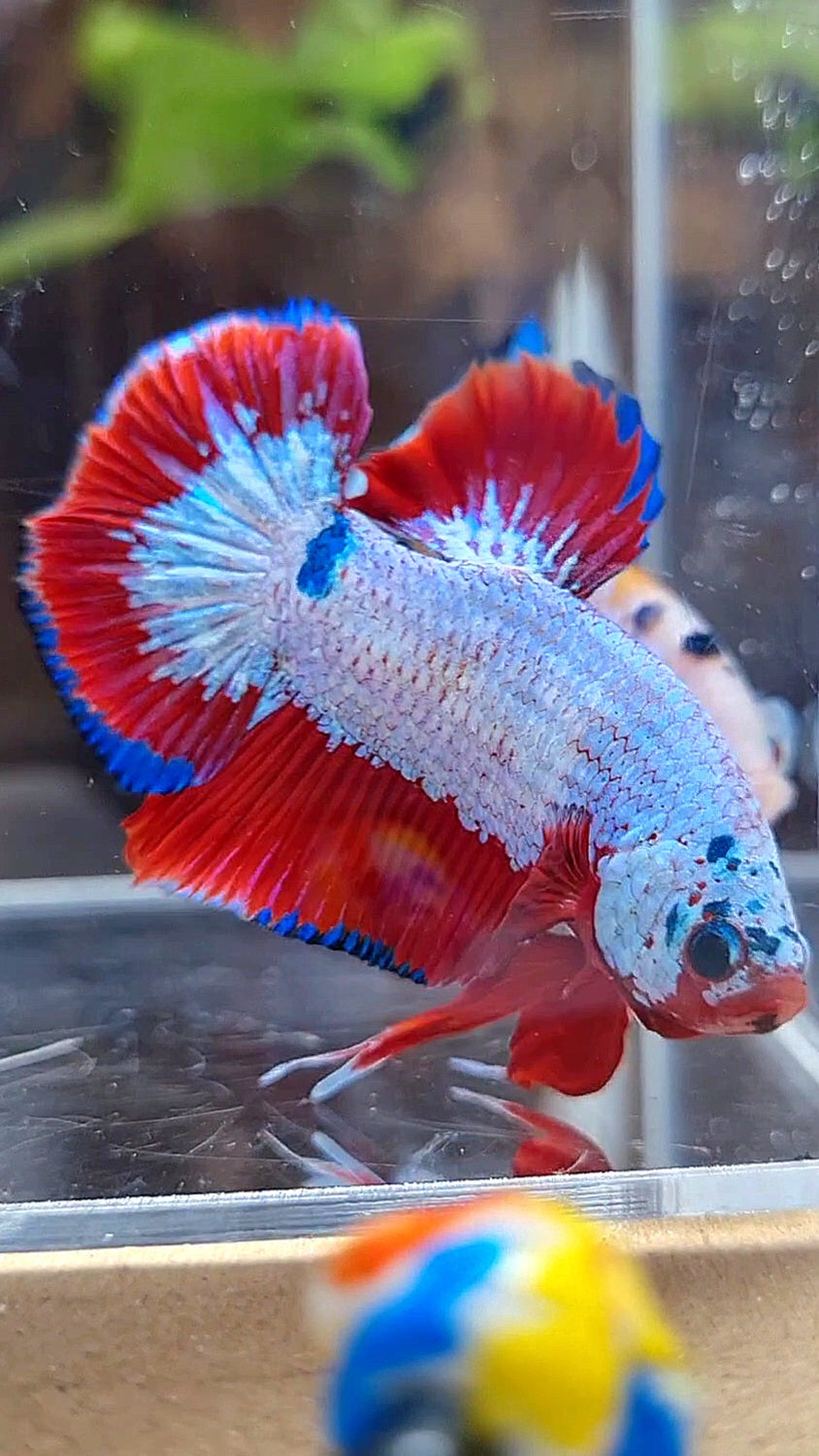 PLAKAT FANCY RED RIM BETTA FISH
