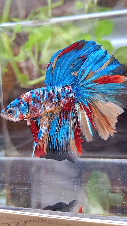 HALFMOON ROSETAIL SUPER GALAXY MULTICOLOR BETTA FISH