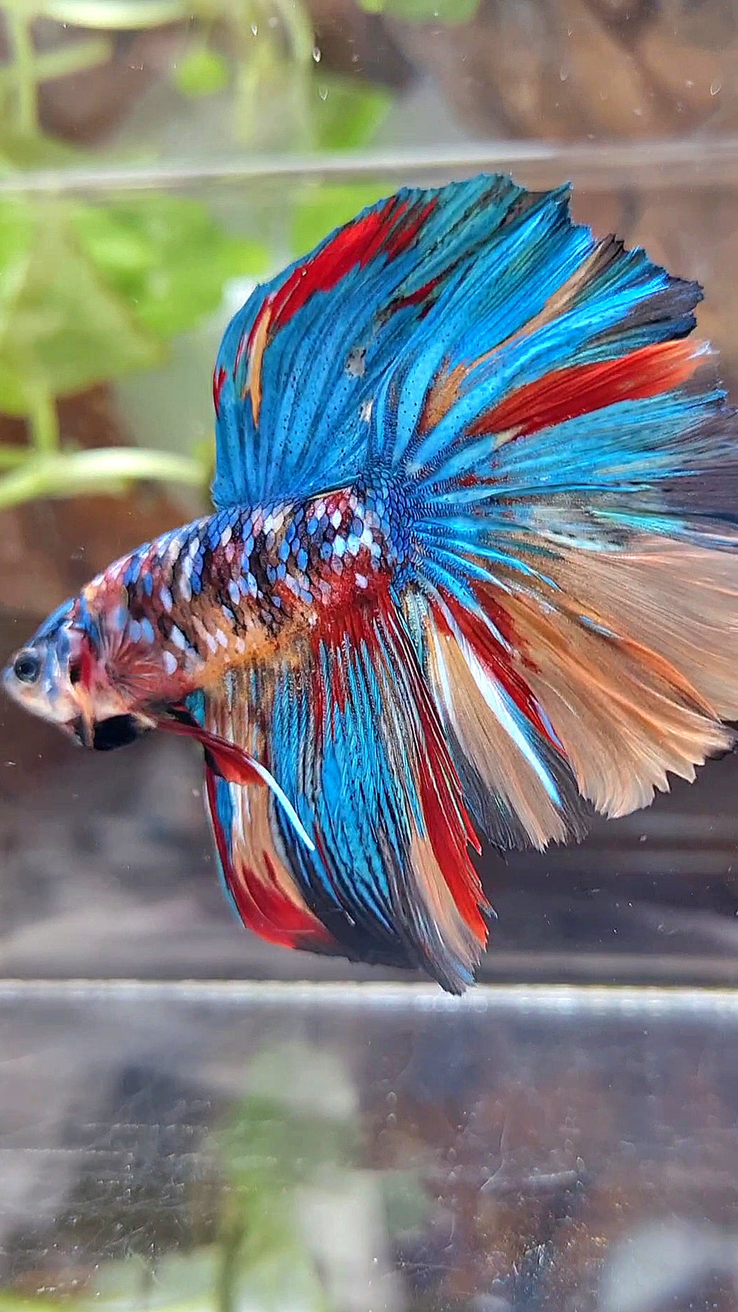 HALFMOON ROSETAIL SUPER GALAXY MULTICOLOR BETTA FISH
