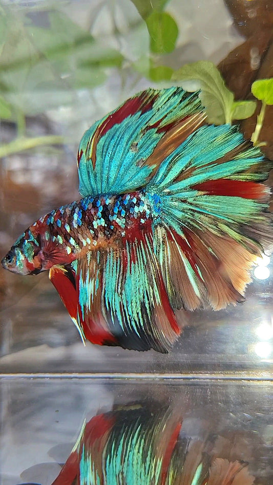 HALFMOON ROSETAIL SUPER GALAXY MULTICOLOR BETTA FISH