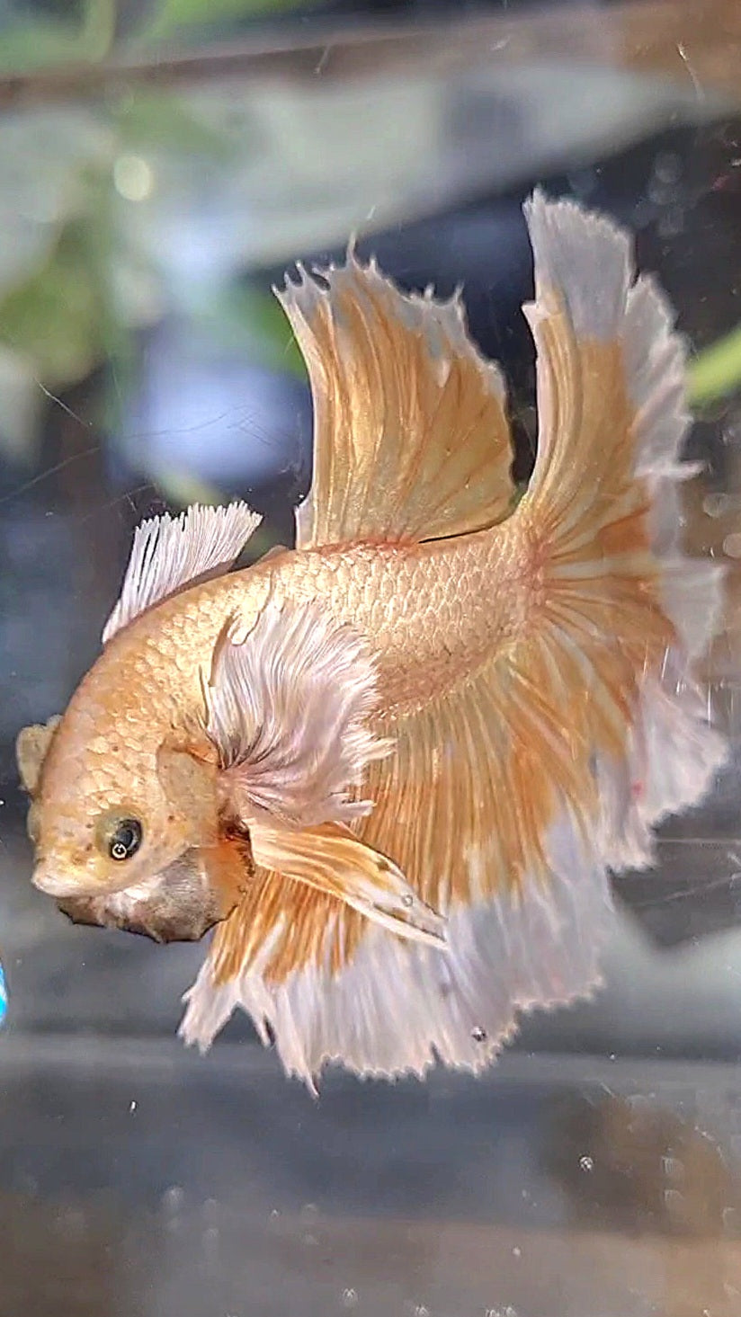 HALFMOON DUMBO EAR ROSETAIL GOLD BETTA FISH