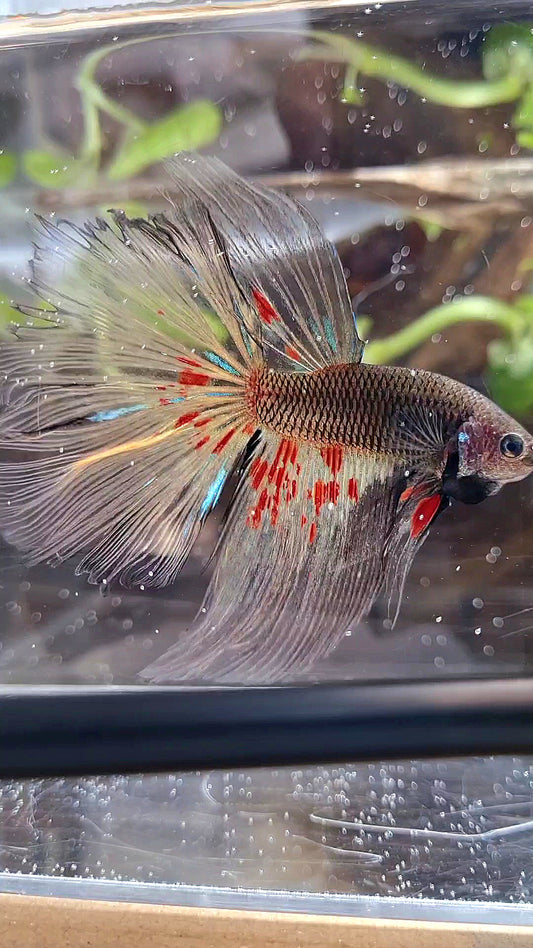 2 PAIR HALFMOON BLACK VANDA & HALFMOON BLUE RIM BETTA FISH
