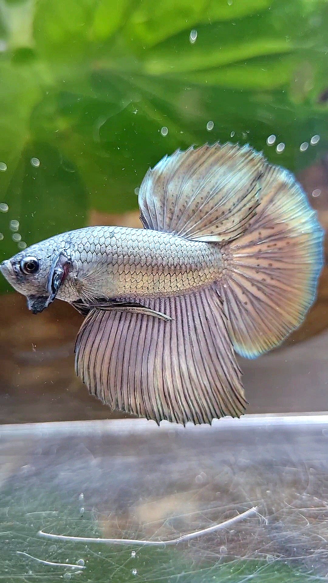 4 FISH HALFMOON COPPER, HALFMOON MULTICOLOR PINK, HALFMOON SUPER DOTS, FEMALE HALFMOON COPPER BETTA FISH