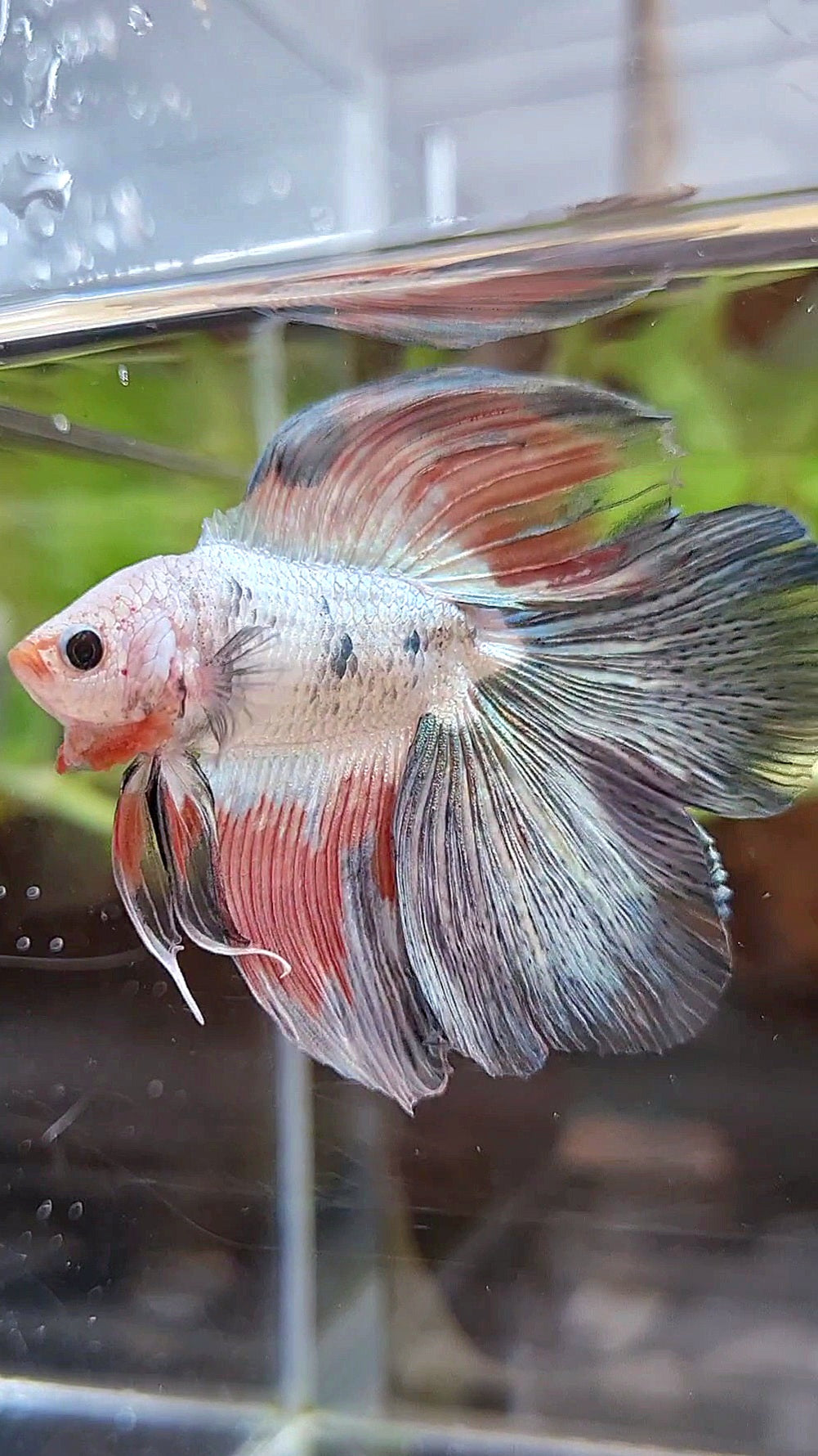 HALFMOON DOUBLE TAIL COPPER RIM FLAMINGGO BETTA FISH