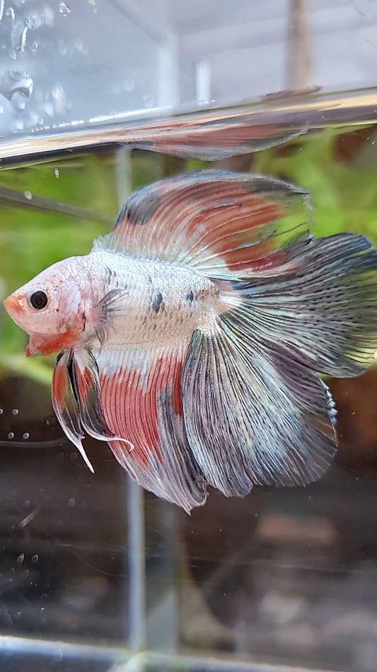 HALFMOON DOUBLE TAIL COPPER RIM FLAMINGGO BETTA FISH