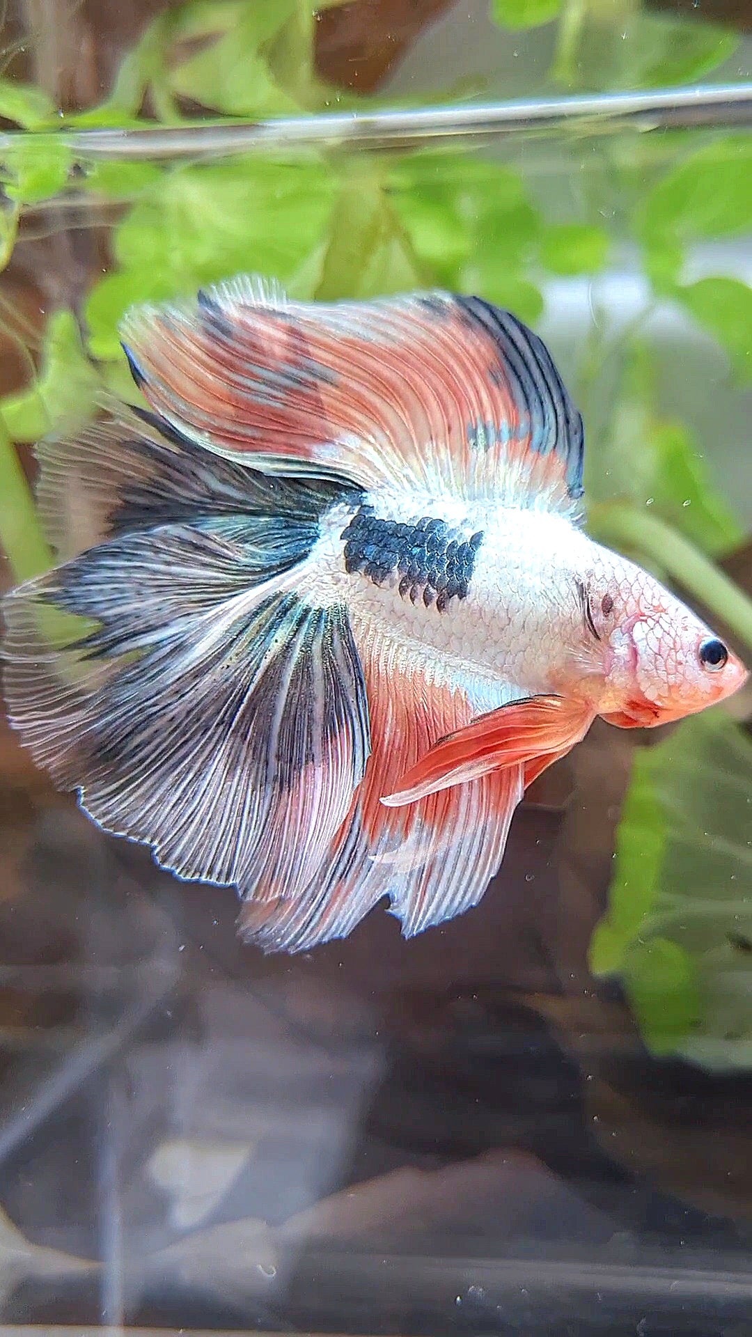HALFMOON DOUBLE TAIL COPPER FLAMINGGO RIM BETTA FISH