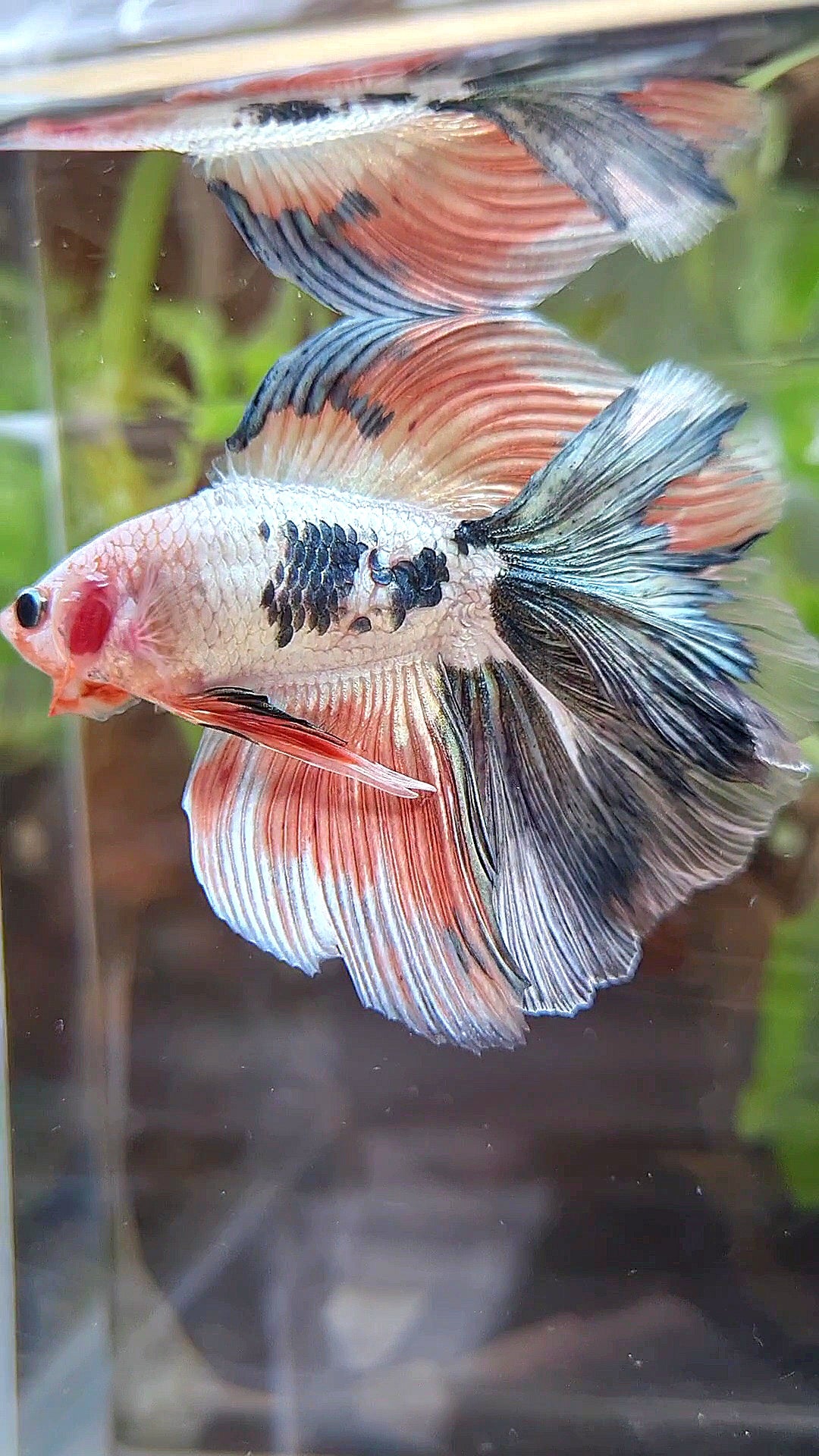 HALFMOON DOUBLE TAIL COPPER FLAMINGGO RIM BETTA FISH