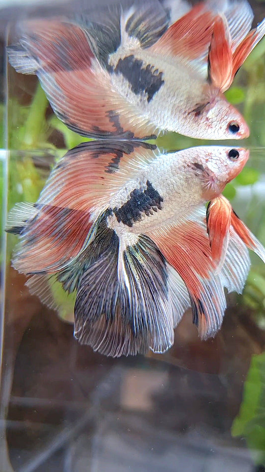 HALFMOON DOUBLE TAIL COPPER FLAMINGGO RIM BETTA FISH