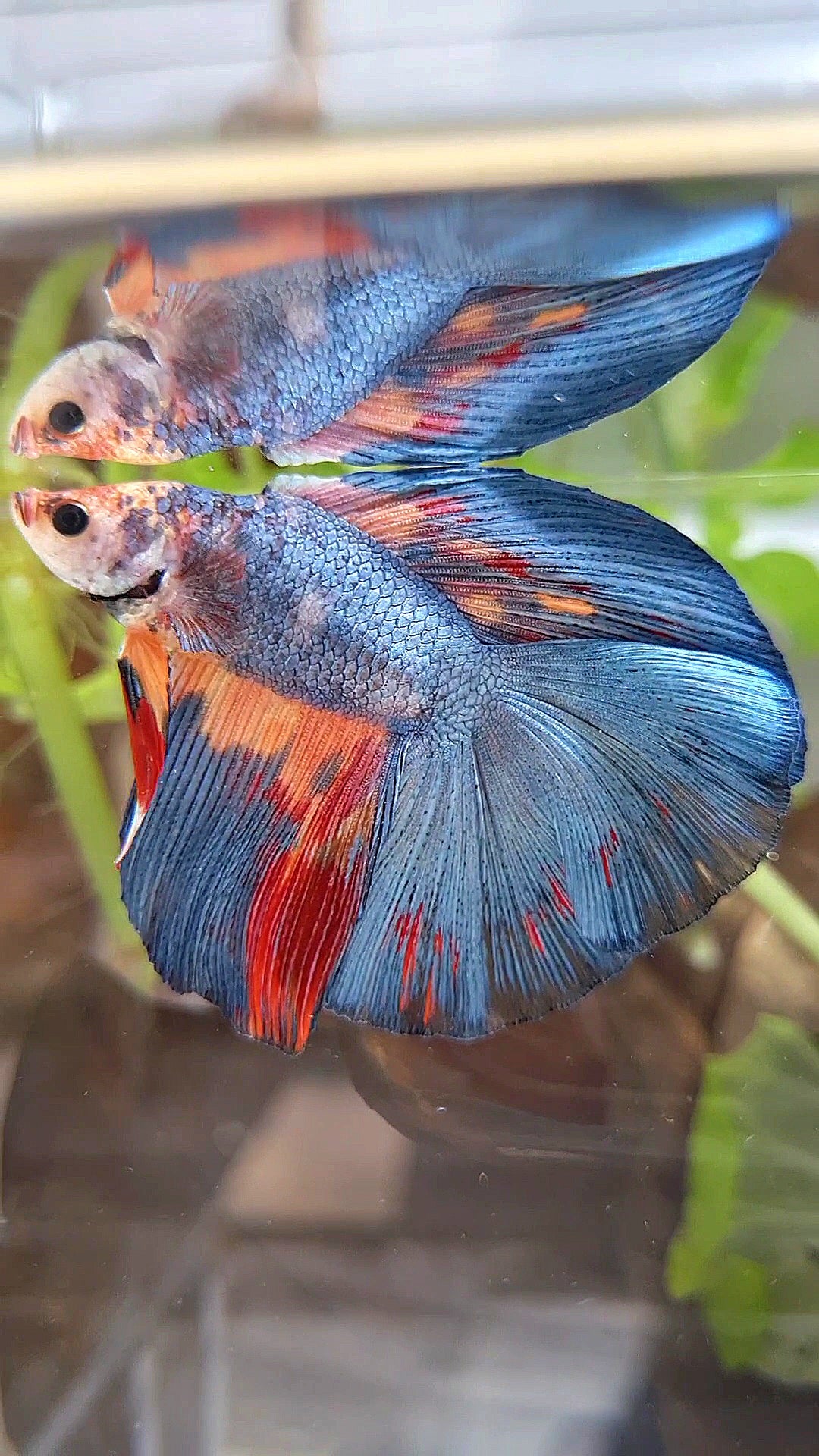 HALFMOON DOUBLE TAIL BLUE GRAY NEMO VARIATION BETTA FISH