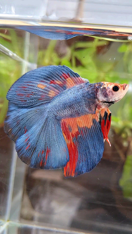 HALFMOON DOUBLE TAIL BLUE GRAY NEMO VARIATION BETTA FISH