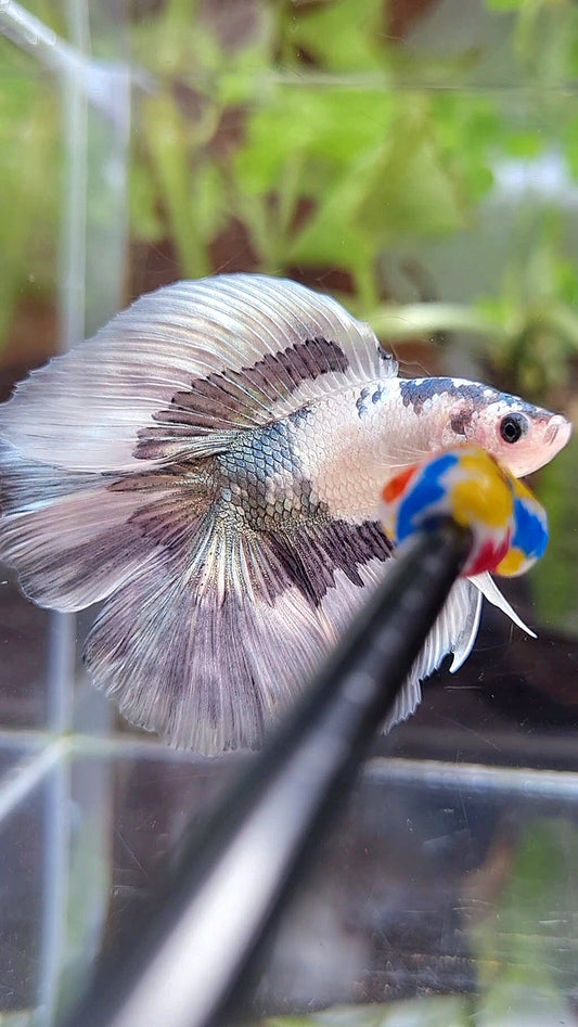 HALFMOON DOUBLE TAIL COPPER BUTTERFLY BETTA FISH