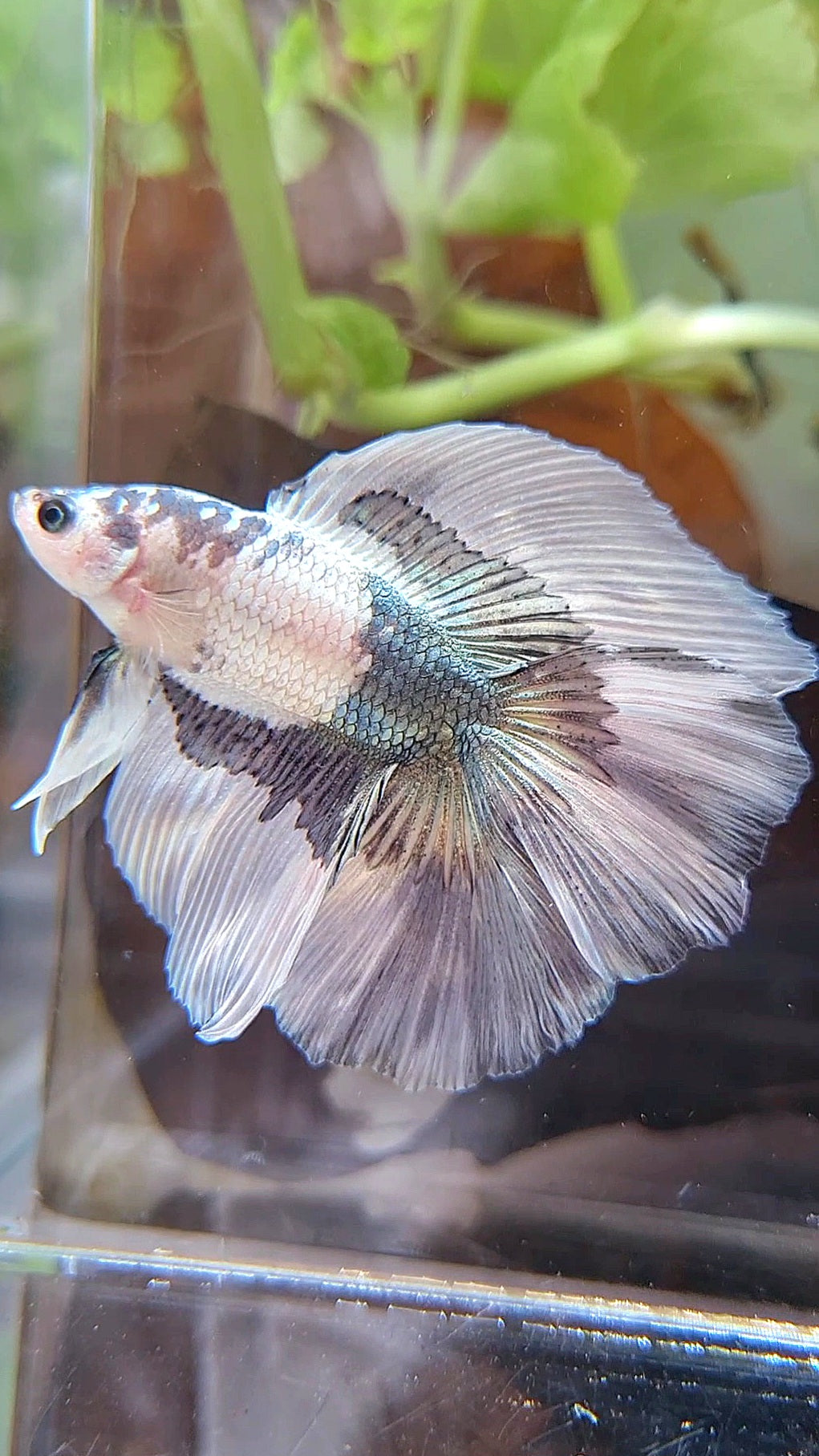 HALFMOON DOUBLE TAIL COPPER BUTTERFLY BETTA FISH